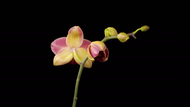 Orchid Blossoms Blooming Red Orchid Phalaenopsis Flower Black Background Time — Stock Video