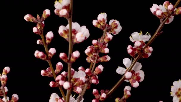 Witte Bloemen Bloeit Takken Van Abrikozenboom Donkere Achtergrond Tijdsverloop — Stockvideo