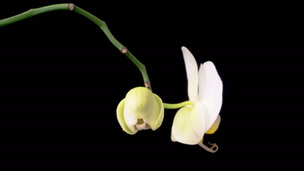 Orchid Blossoms Blooming White Orchid Phalaenopsis Flower Black Background Time — Wideo stockowe