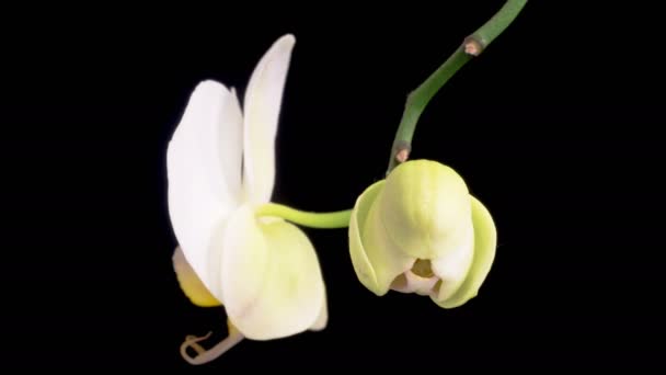 Orchid Blossoms Blooming White Orchid Phalaenopsis Flower Black Background Time — Wideo stockowe
