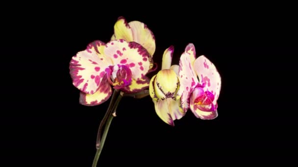 Orchid Blossoms Blooming Yellow Magenta Orchid Phalaenopsis Flower Black Background — Stock Video