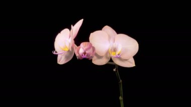 Orkide çiçekleri var. Kara Arkaplanda Güzel Şeftali Orkidesi Phalaenopsis Çiçeği açılıyor. Zaman aşımı. 4K.