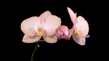 Orkide çiçekleri var. Kara Arkaplanda Güzel Şeftali Orkidesi Phalaenopsis Çiçeği açılıyor. Zaman aşımı. 4K.