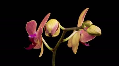 Orkide çiçekleri var. Kara Arkaplan 'da Çiçek açan Kırmızı Orkide. Zaman aşımı. Maria Theresa Orkidesi. 4K.