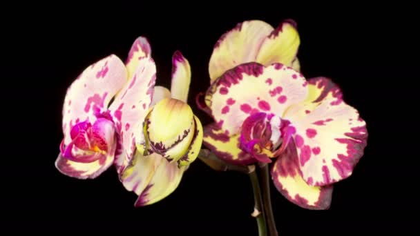 Orchid Blossoms Blooming Yellow Magenta Orchid Phalaenopsis Flower Black Background — Stockvideo