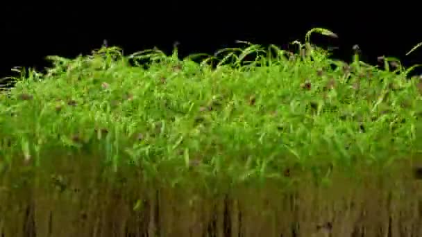 Beautiful Timelapse Fresh Green Dill Sprouts Turning While Growing Healthy — 비디오