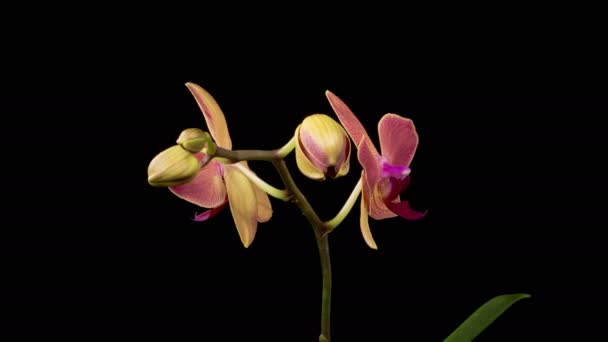Orchid Blossoms Blooming Red Orchid Phalaenopsis Flower Black Background Time — Stock Video