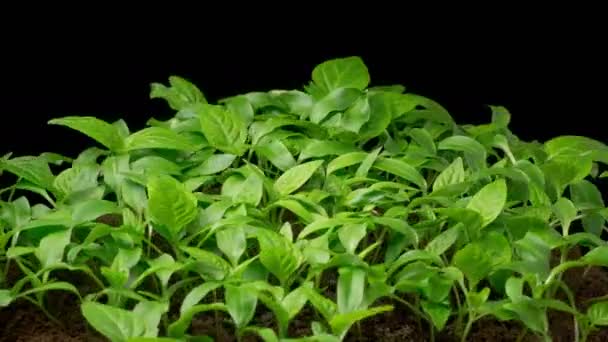 Beautiful Time Lapse Growth Sweet Bell Peppers Plants Black Background — Stock video