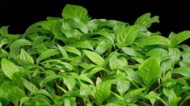 Büyümenin Güzel Zaman Geçidi Kara Arkaplan Karşısında Tatlı Çan Biberleri. 4K.