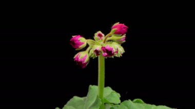 Kırmızı sardunya (Pelargonium) çiçekleri. Kara Arkaplan 'da Kırmızı Sardunya' nın (Pelargonium) Güzel Zaman Hızı. 4K.