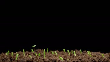 Beautiful Time Lapse of Growth Green Peas Beans Plants Against a Black Background. 4K.