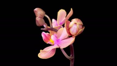 Orkide çiçekleri var. Kara Arkaplan 'da çiçek açan Pembe Orkide Phalaenopsis Çiçekleri. Zaman aşımı. 4K.