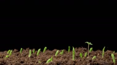 Yeşil Bezelye Bitkilerinin Büyüme Hızı Kara Arkaplana Karşı Güzel Zaman Hızı. 4K.