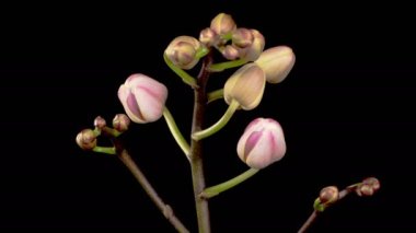 Orkide çiçekleri var. Kara Arkaplan 'da çiçek açan Pembe Orkide Phalaenopsis Çiçekleri. Zaman aşımı. 4K.