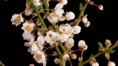 Kiraz çiçeği. Beyaz Çiçekler Kiraz Ağacı 'nda çiçek açıyor. Karanlık Arkaplan. Zaman aşımı. 4K.