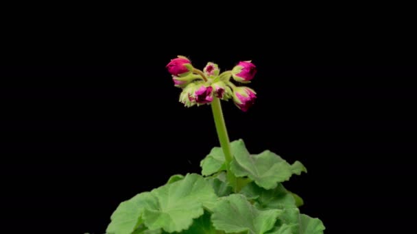 Kırmızı Sardunya Pelargonium Çiçekleri Kara Arkaplan Kırmızı Sardunya Nın Pelargonium — Stok video