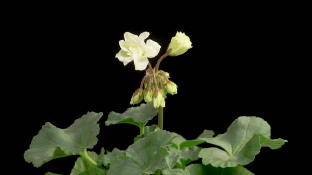 Geranio Blanco Pelargonium Blossoms Hermoso Lapso Tiempo Apertura Geranio Blanco — Vídeos de Stock