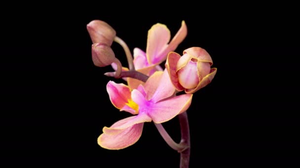 Orchid Blossoms Blooming Pink Orchid Phalaenopsis Flowers Black Background Time — Video