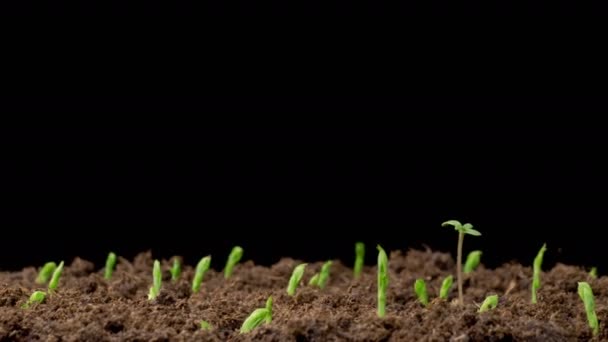 Gyönyörű Idő Lapse Growth Zöld Borsó Bab Növények Ellen Fekete — Stock videók