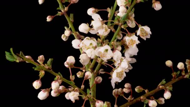 Cherry Blossom White Flowers Blossoms Branches Cherry Tree Dark Background — Stockvideo