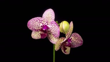 Orkide çiçekleri var. Çiçek açan Sarı - Magenta Orkide Phalaenopsis Çiçeği Siyah Arkaplanda. Kleopatra Orkidesi. Zaman aşımı. 4K.