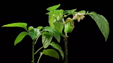 Büyümenin Güzel Zaman Geçidi Kara Arkaplan Karşısında Tatlı Çan Biberleri. 4K.