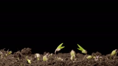 Kara Arkaplan Karşısında Büyüyen Mung Fasulyesi Bitkilerinin Güzel Zaman Hızı. Vigna Radiata. 4K.