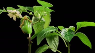 Büyümenin Güzel Zaman Geçidi Kara Arkaplan Karşısında Tatlı Çan Biberleri. 4K.