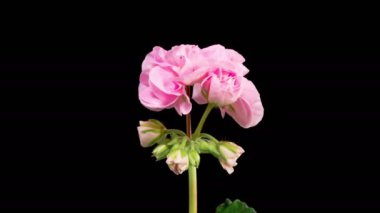 Pembe Geranium Pelargonium Çiçekleri. Kara Arkaplan 'da Pembe Geranium Pelargonium Çiçeği' nin Güzel Zaman Hızı. 4K.
