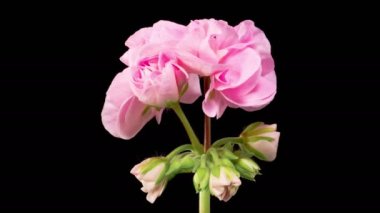 Pembe Geranium Pelargonium Çiçekleri. Kara Arkaplan 'da Pembe Geranium Pelargonium Çiçeği' nin Güzel Zaman Hızı. 4K.