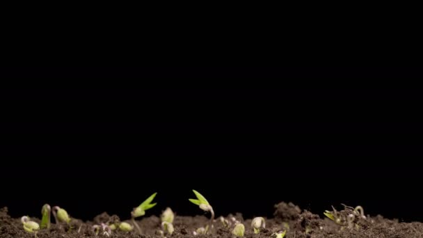 Beautiful Time Lapse Growth Mung Bean Plants Black Background Vigna — стоковое видео