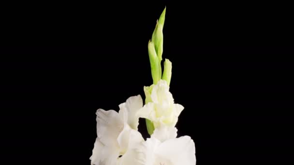 White Gladiolus Blossoms Beautiful Time Lapse Opening White Gladiolus Flower — Video Stock