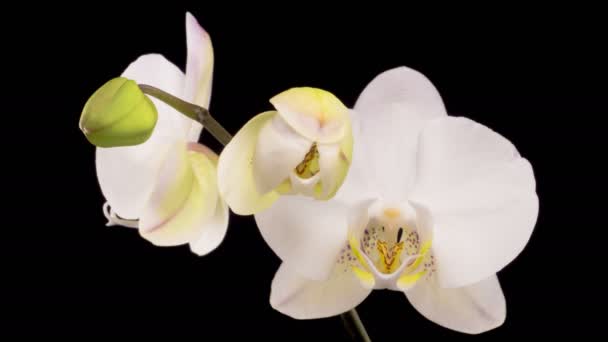 Orkidéblommorna Blommande Vit Orkidé Phalaenopsis Blomma Svart Bakgrund Tidsförskjutning — Stockvideo