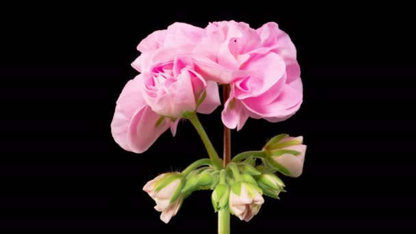 Pink Geranium Pelargonium Blossoms Beautiful Time Lapse Opening Pink Geranium — Vídeo de Stock
