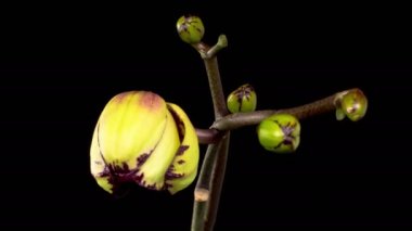 Orkide çiçekleri var. Çiçek açan Sarı - Magenta Orkide Phalaenopsis Çiçeği Siyah Arkaplanda. Miki Crown Orkidesi. Zaman aşımı. 4K.