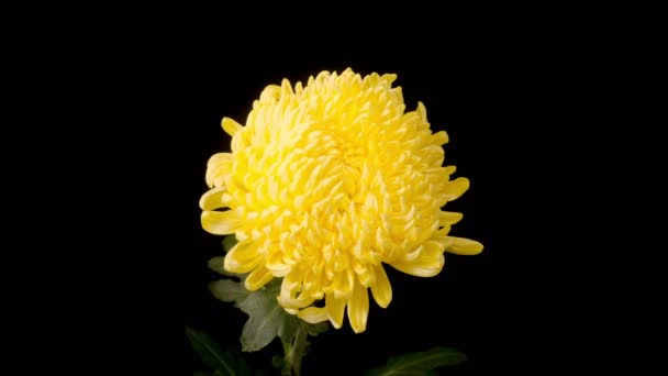 Chrysanthemum Blossoms. Time Lapse of Beautiful Yellow Chrysanthemum Flower Opening Against a Black Background. 4K.