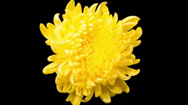 Chrysanthemum Blossom Time Lapse Vackra Gula Krysantemum Blomma Öppning Mot — Stockvideo