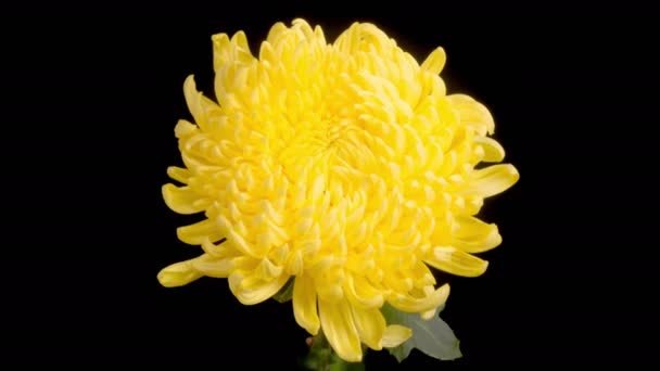 Цветущая Хризантема Время Цветка Желтой Хризантемы Открывающегося Черном Фоне — стоковое видео