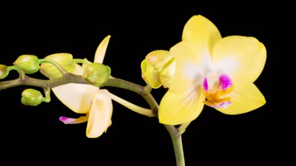 Orchid Blossoms Blooming Yellow Orchid Phalaenopsis Flower Black Background Time — Video