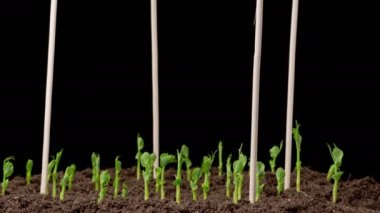 Bezelye Fasulyesi Kara Arkaplanda Büyüyor. Zaman ayarlı. 4K.