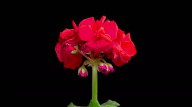 Kırmızı sardunya (Pelargonium) çiçekleri. Kara Arkaplan 'da Kırmızı Sardunya' nın (Pelargonium) Güzel Zaman Hızı. 4K.