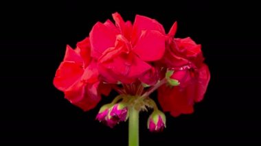 Kırmızı sardunya (Pelargonium) çiçekleri. Kara Arkaplan 'da Kırmızı Sardunya' nın (Pelargonium) Güzel Zaman Hızı. 4K.