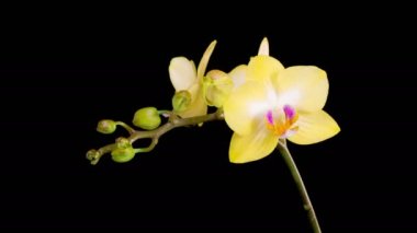 Orkide çiçekleri var. Kara Arkaplan 'da çiçek açan sarı orkide falanopsis çiçeği. Zaman aşımı. 4K.