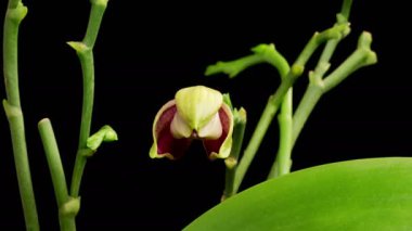 Orkide çiçekleri var. Çiçek açan Pembe - Siyah Arkaplanda Sarı Orkide Phalaenopsis Çiçekleri. Zaman aşımı. 4K.