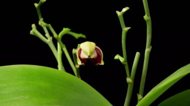 Orkide çiçekleri var. Çiçek açan Pembe - Siyah Arkaplanda Sarı Orkide Phalaenopsis Çiçekleri. Zaman aşımı. 4K.