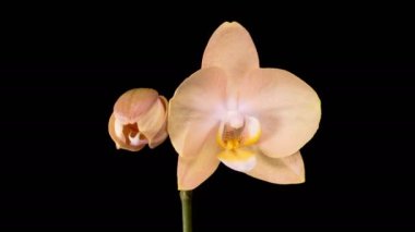 Orkide çiçekleri var. Kara Arkaplanda Güzel Şeftali Orkidesi Phalaenopsis Çiçeği açılıyor. Zaman aşımı. 4K.