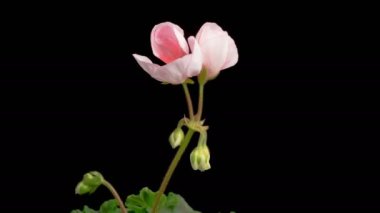 Pembe Geranium (Pelargonium) Çiçekler. Kara Arkaplan 'da Pembe Sardunya' nın (Pelargonium) Güzel Zaman Hızı. 4K.