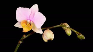 Orkide çiçekleri var. Kara Arkaplan 'da çiçek açan Pembe Orkide Phalaenopsis Çiçekleri. Zaman aşımı. 4K.