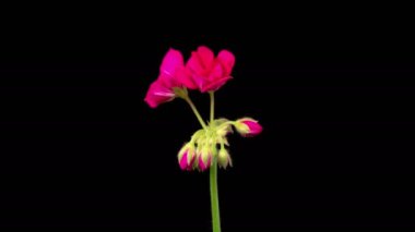 Kırmızı sardunya (Pelargonium) çiçekleri. Kara Arkaplan 'da Kırmızı Sardunya' nın (Pelargonium) Güzel Zaman Hızı. 4K.