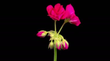 Kırmızı sardunya (Pelargonium) çiçekleri. Kara Arkaplan 'da Kırmızı Sardunya' nın (Pelargonium) Güzel Zaman Hızı. 4K.
